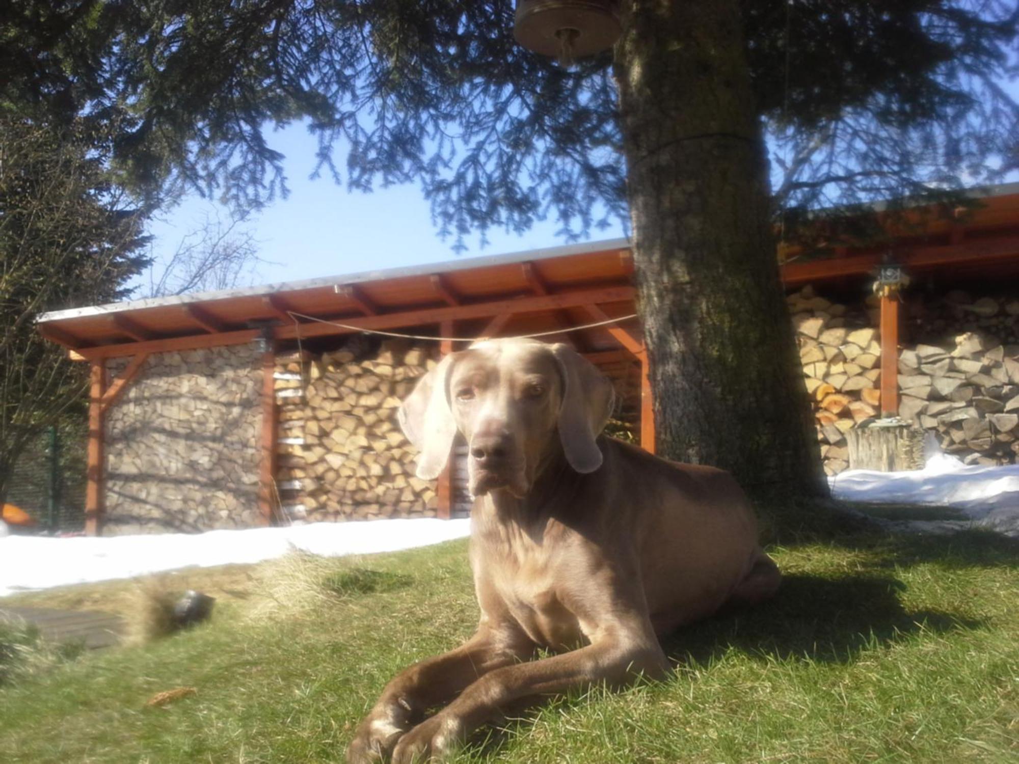 Guest House Sneznik Екстериор снимка